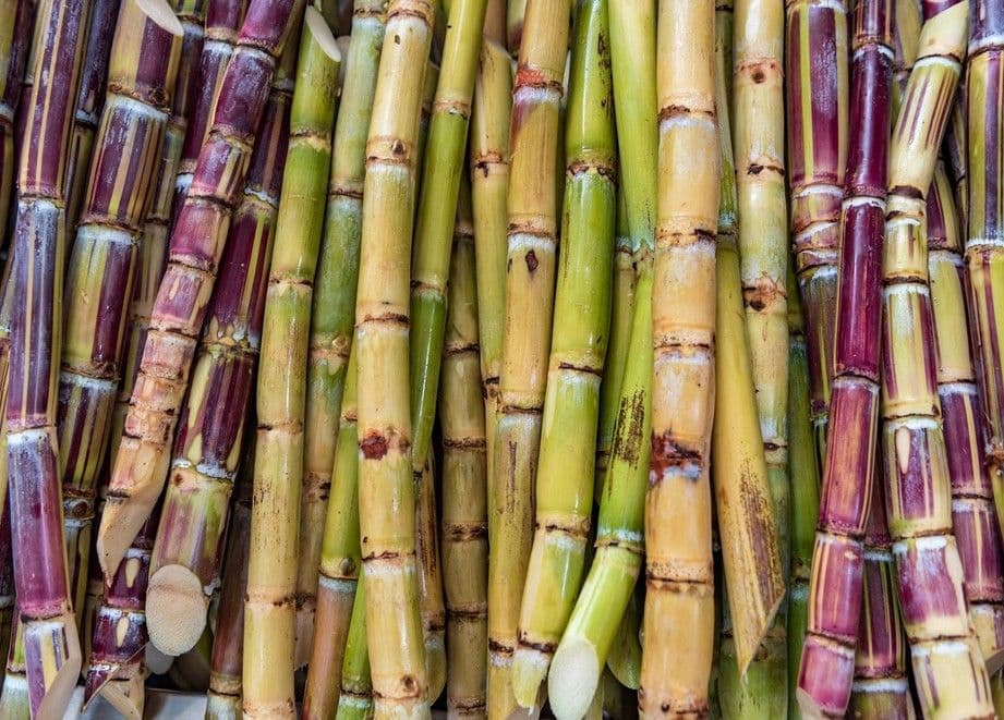 Did You Know? Our Paper is Made from Sugarcane, Not Trees!